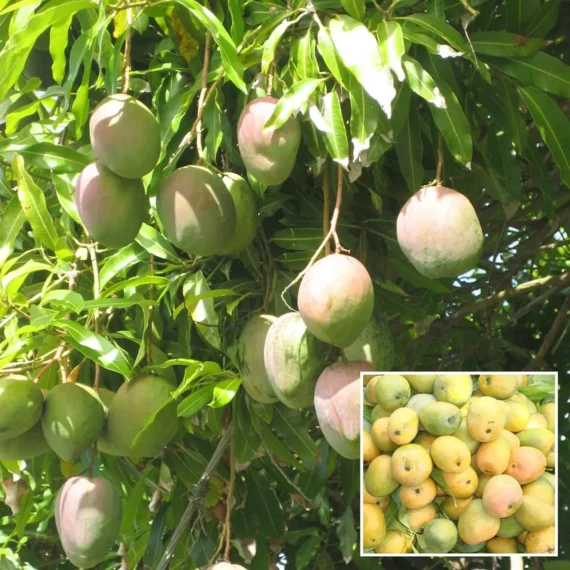 Kothapalli Kobbari Mango Aam Grafted Fruit Live Plant