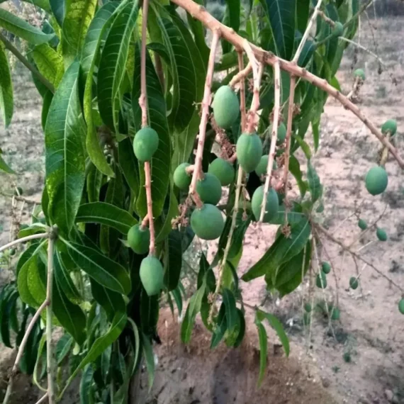 Kothapalli Kobbari Mango Aam Grafted Fruit Live Plant