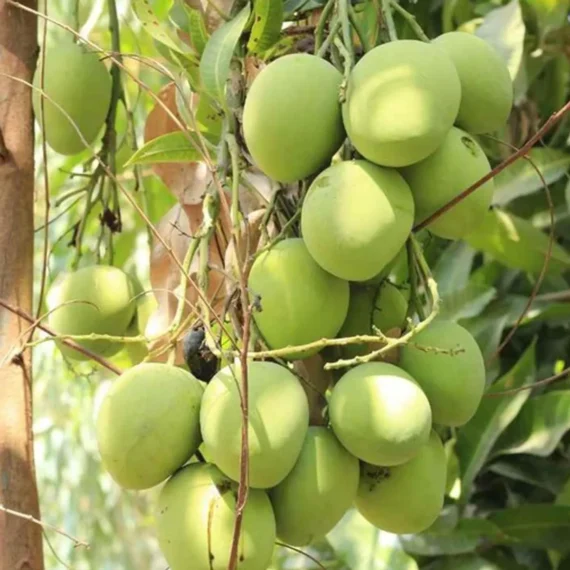 Kothapalli Kobbari Mango Aam Grafted Fruit Live Plant