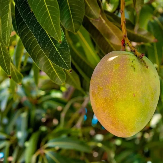 Kothapalli Kobbari Mango Aam Grafted Fruit Live Plant