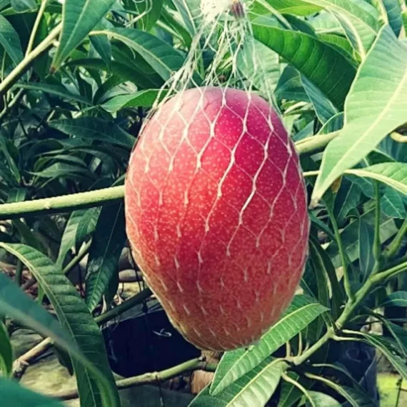 Miyazaki Mango Organic Fruit Plant (2-3 Feet Height) (2Yrs Old Grafted)