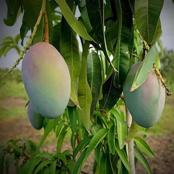 Pusa Arunika Mango Aam Grafted Fruit Live Plant