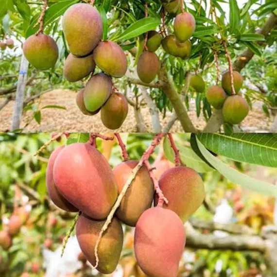 Pusa Arunika Mango Aam Grafted Fruit Live Plant