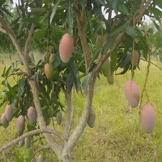 Pusa Arunika Mango Aam Grafted Fruit Live Plant