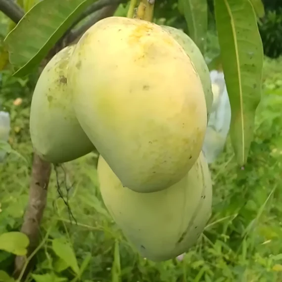 Anwar Ratol Rataul Mango Aam Grafted Fruit Live Plant