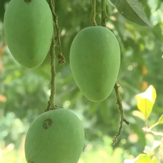 Anwar Ratol Rataul Mango Aam Grafted Fruit Live Plant