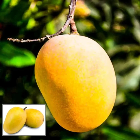 Anwar Ratol Rataul Mango Aam Grafted Fruit Live Plant