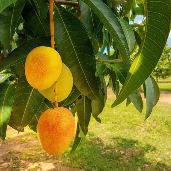 Anwar Ratol Rataul Mango Aam Grafted Fruit Live Plant