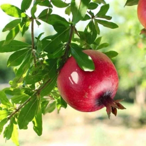 Pomegranate grafted plant