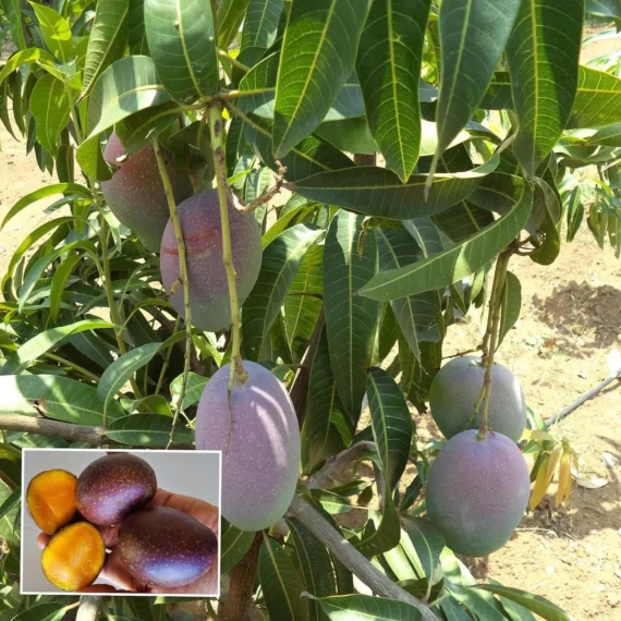 Pusa Arunika Mango Aam Grafted Fruit Live Plant