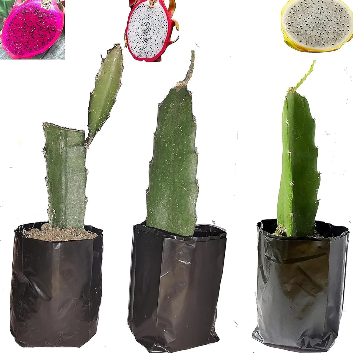 Combo White,Pink & Yellow Colombiana Dragon Fruit Live Plant (Pack Of 3)