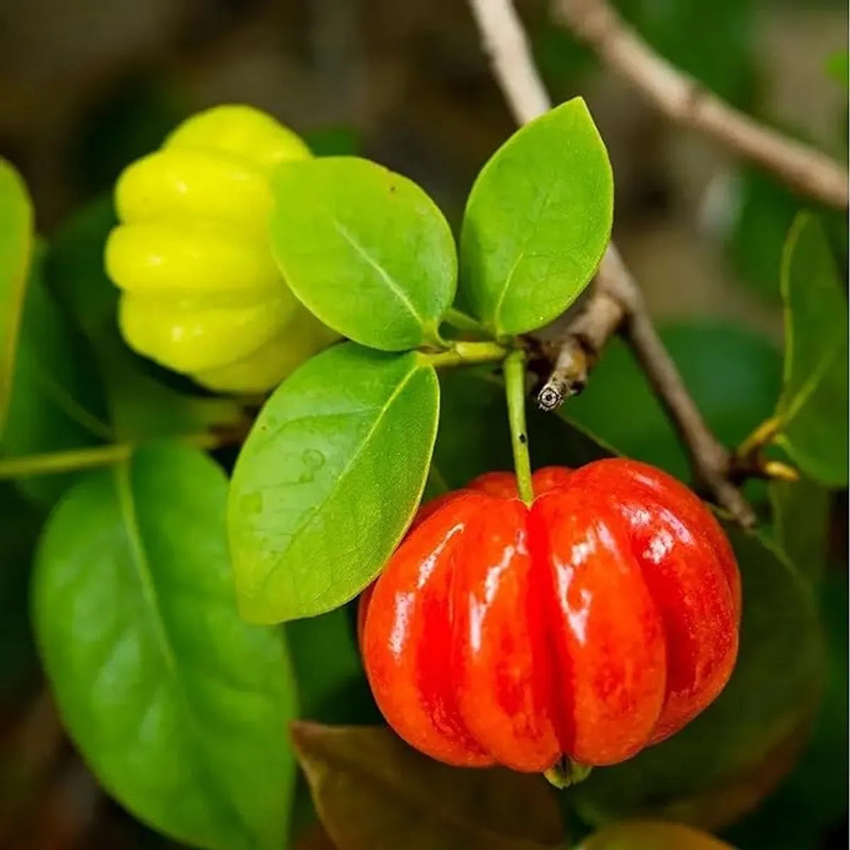Surinam Cherry Cherries Layering/Grafted Fruit Live Plant - Image 3