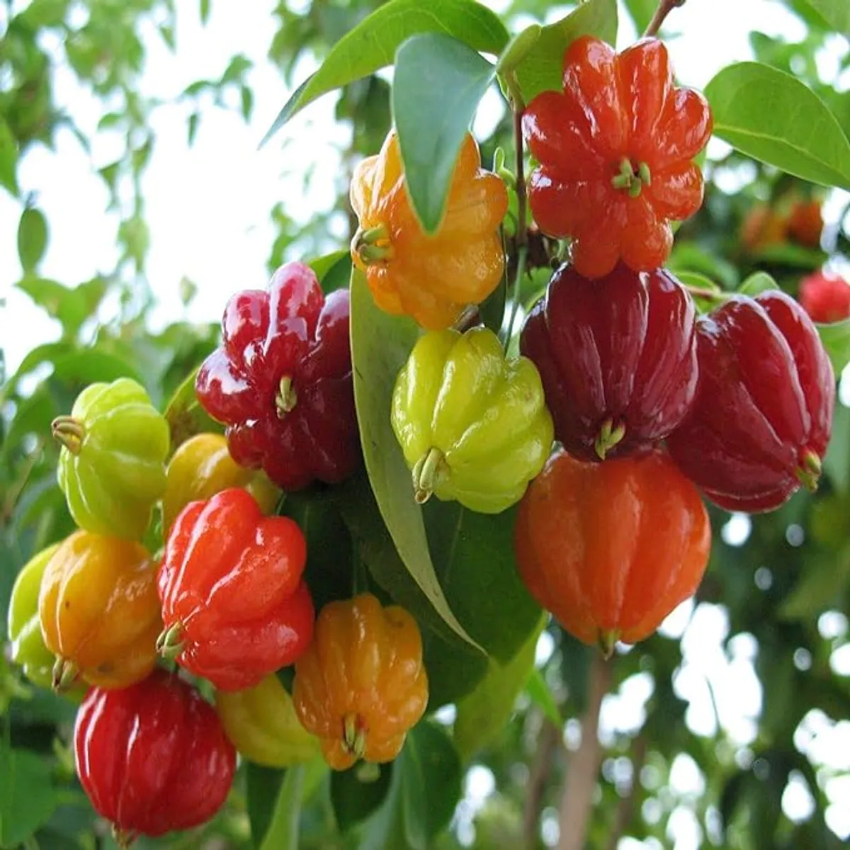 Surinam Cherry Cherries Layering/Grafted Fruit Live Plant - Image 5
