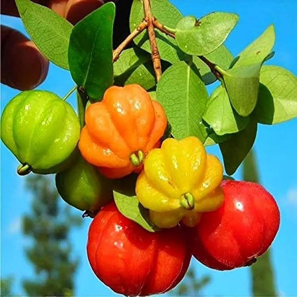 Surinam Cherry Cherries Layering/Grafted Fruit Live Plant - Image 2