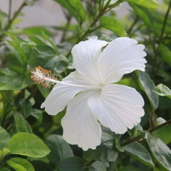 White Colour Hybrid Hibiscus Joba Gudhal Flower Live Plant (1-2 Feet Height)