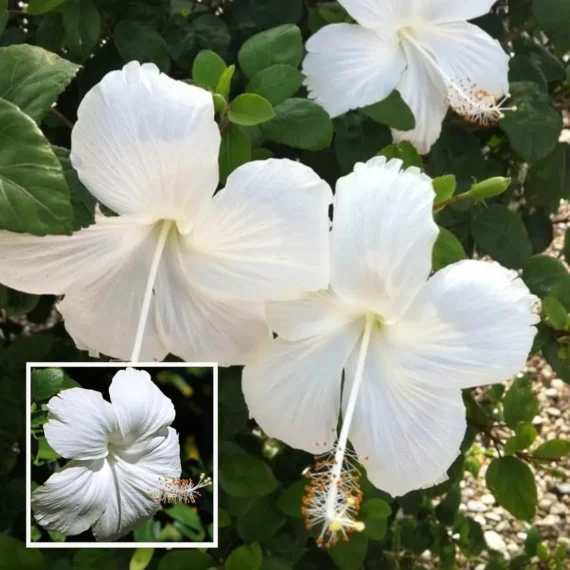 White Colour Hybrid Hibiscus Joba Gudhal Flower Live Plant (1-2 Feet Height)