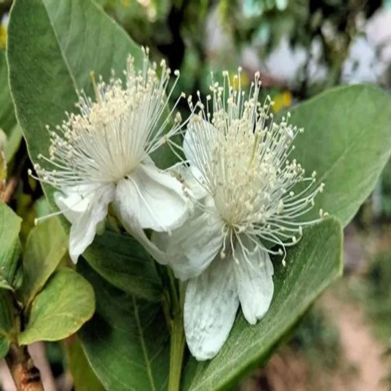 Allahabad Safeda Guava Amrood Layering/Grafted Fruit Live Plant