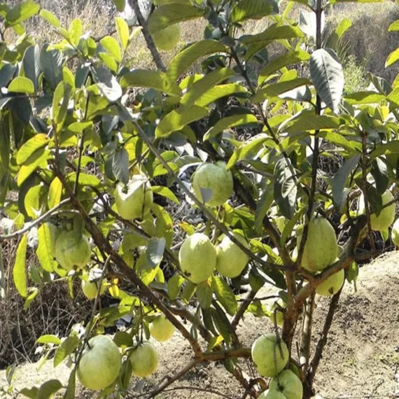 Allahabad Safeda Guava Amrood Layering/Grafted Fruit Live Plant