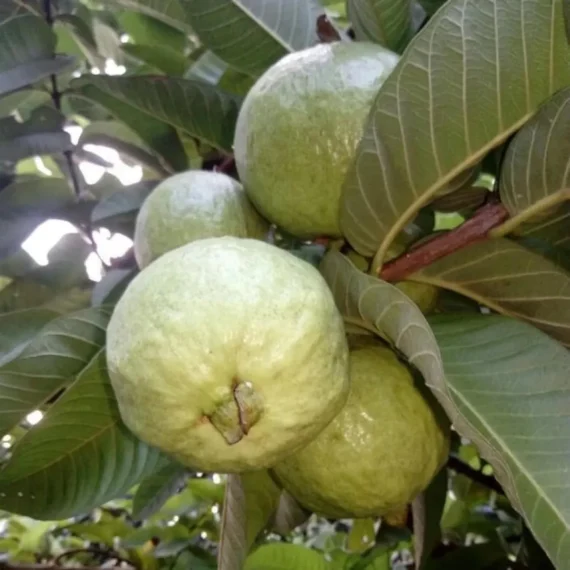 Allahabad Safeda Guava Amrood Layering/Grafted Fruit Live Plant