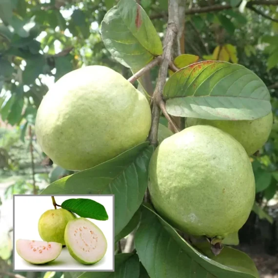 Allahabad Safeda Guava Amrood Layering/Grafted Fruit Live Plant