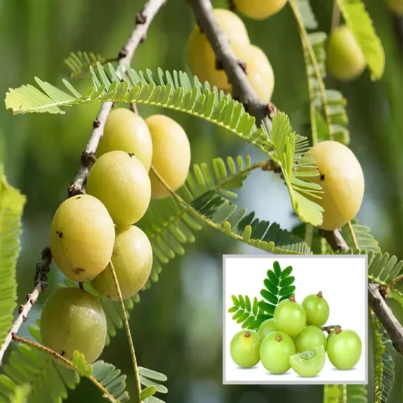 Amla Gooseberries Amloki Grafted Fruit Live Plant (1.5-3 Feet Height)