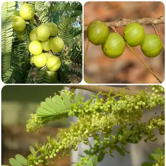 Amla Gooseberries Amloki Grafted Fruit Live Plant (1.5-3 Feet Height)