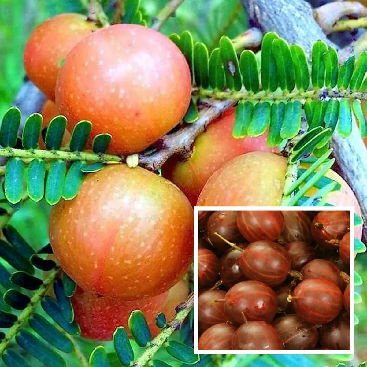 Thai Red Amla Gooseberries Amloki Grafted Fruit Live Plant (1.5-3 Feet Height)