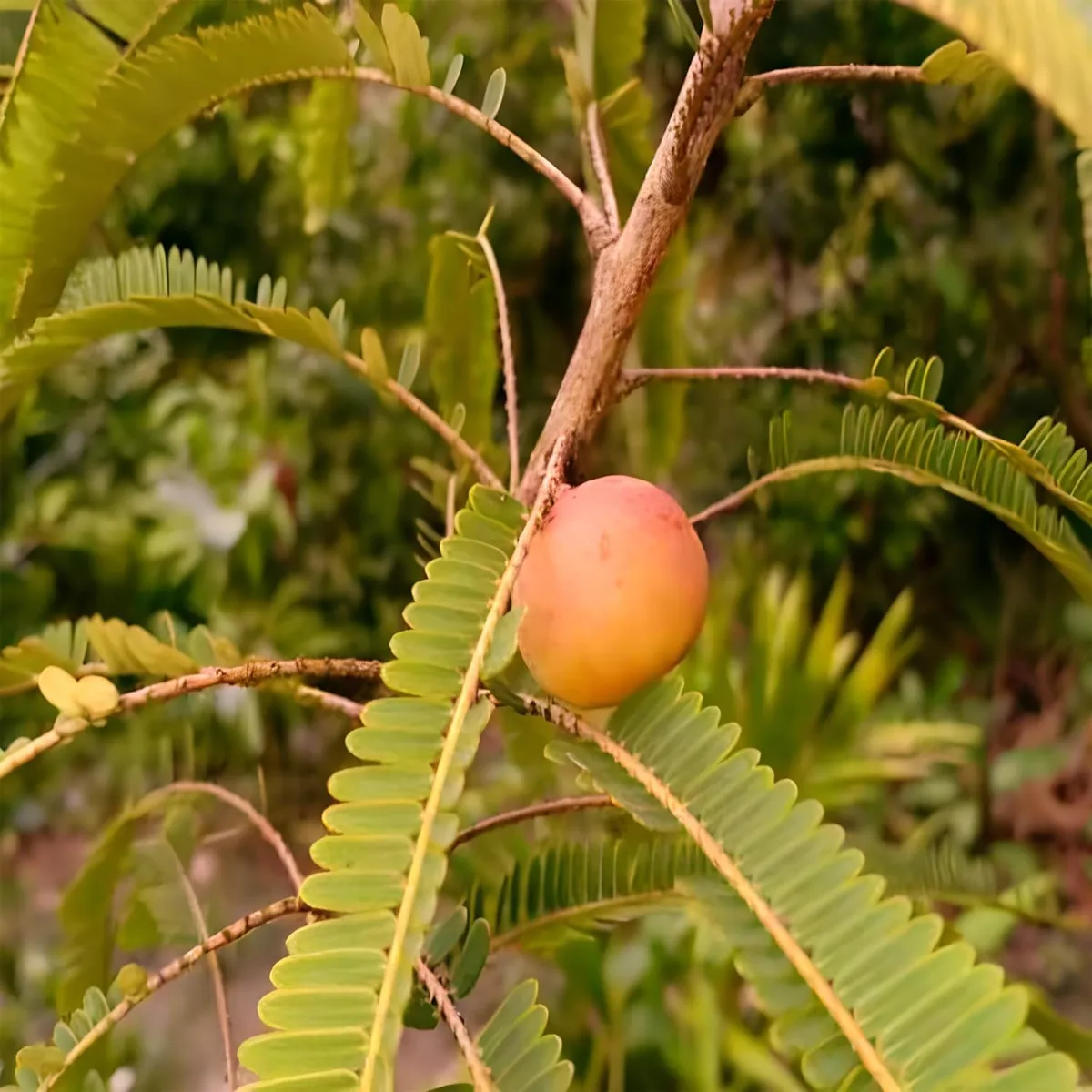 Thai Red Amla Gooseberries Amloki Grafted Fruit Live Plant (1.5-3 Feet Height) - Image 3