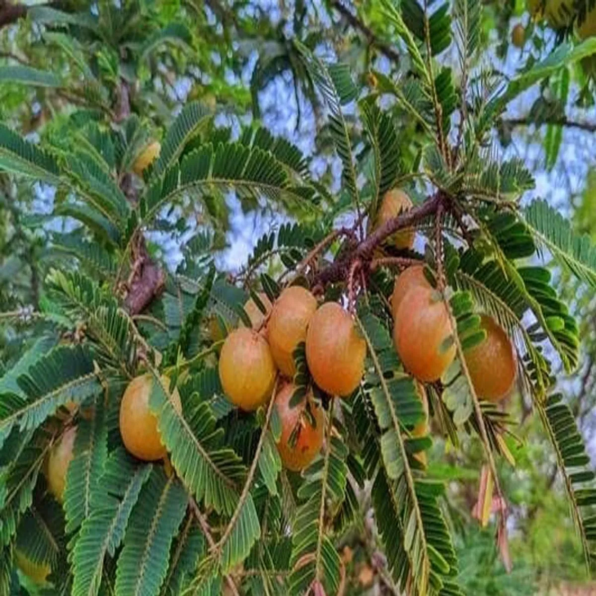 Thai Red Amla Gooseberries Amloki Grafted Fruit Live Plant (1.5-3 Feet Height) - Image 4
