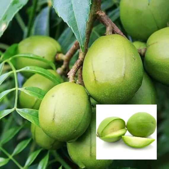 Hog Plum Bilati Amra Spondias Mombin All Time Grafted Fruit Live Plant