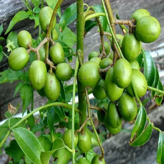 Hog Plum Bilati Amra Spondias Mombin All Time Grafted Fruit Live Plant