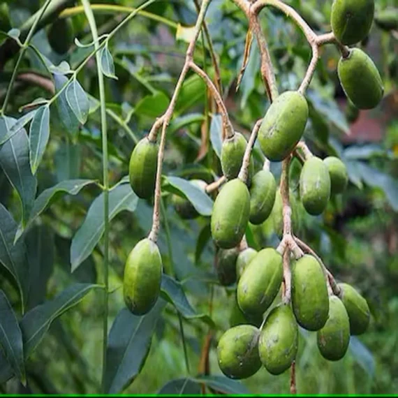 Hog Plum Bilati Amra Spondias Mombin All Time Grafted Fruit Live Plant