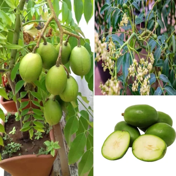 Hog Plum Bilati Amra Spondias Mombin All Time Grafted Fruit Live Plant