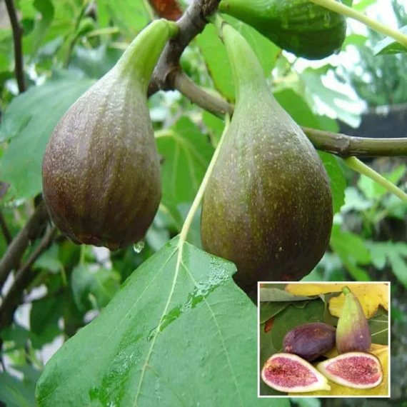 Big Leaf Fig Anjeer Layering/Grafted Fruit Live Plant