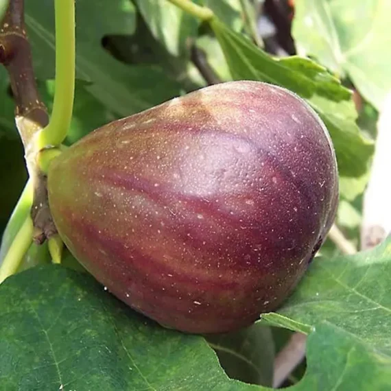 Big Leaf Fig Anjeer Layering/Grafted Fruit Live Plant