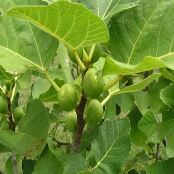 Big Leaf Fig Anjeer Layering/Grafted Fruit Live Plant