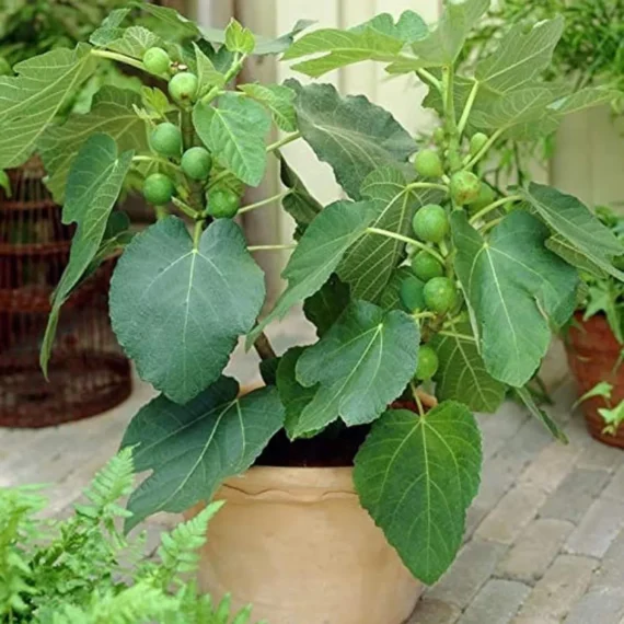 Big Leaf Fig Anjeer Layering/Grafted Fruit Live Plant