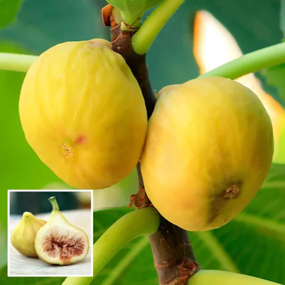 Yellow Fig Anjeer Layering/Grafted Fruit Live Plant