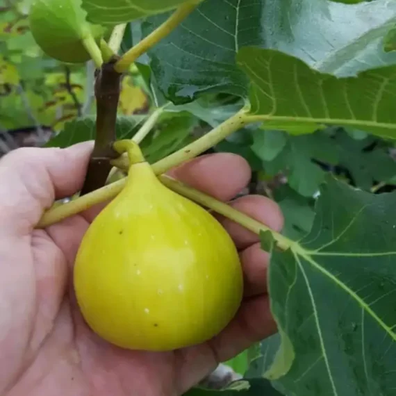 Yellow Fig Anjeer Layering/Grafted Fruit Live Plant