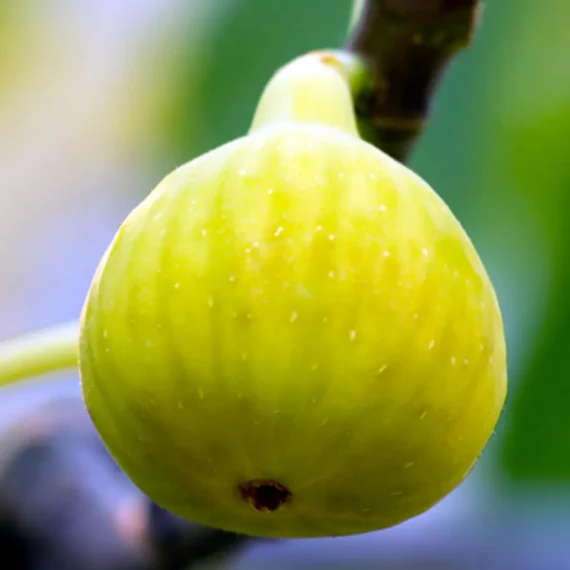 Yellow Fig Anjeer Layering/Grafted Fruit Live Plant