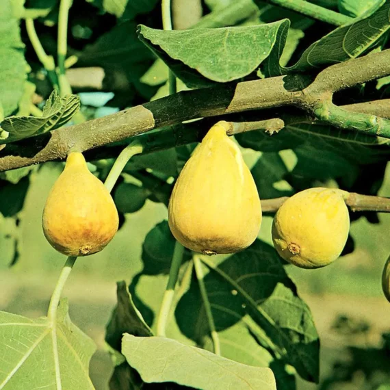 Yellow Fig Anjeer Layering/Grafted Fruit Live Plant