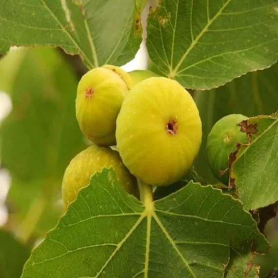 Yellow Fig Anjeer Layering/Grafted Fruit Live Plant