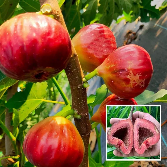 Red Israel Khurtmani Fig Anjeer Layering/Grafted Fruit Live Plant (1-2 Feet Height)