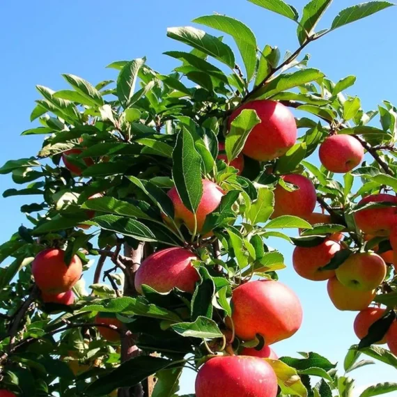 Early Fuji Low Chill Tropical Apple Seb Grafted Fruit Live Plant