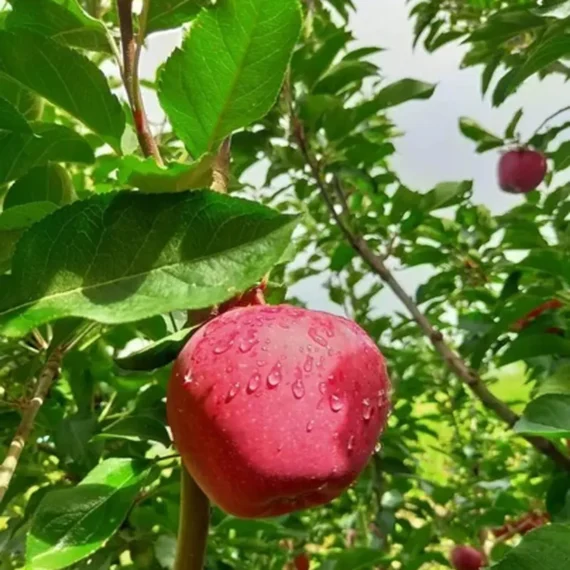 Michael Low Chill Tropical Apple Seb Grafted Fruit Live Plant