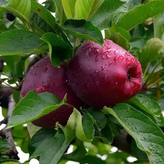 Michael Low Chill Tropical Apple Seb Grafted Fruit Live Plant