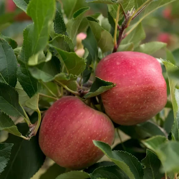 Red Gala Apple Seb Grafted Fruit Live Plant (1.5-3 Feet Height)