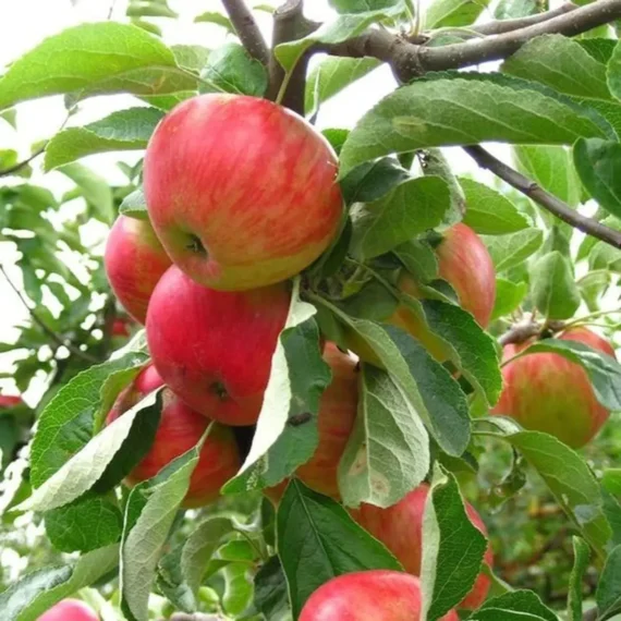 Red Gala Apple Seb Grafted Fruit Live Plant (1.5-3 Feet Height)