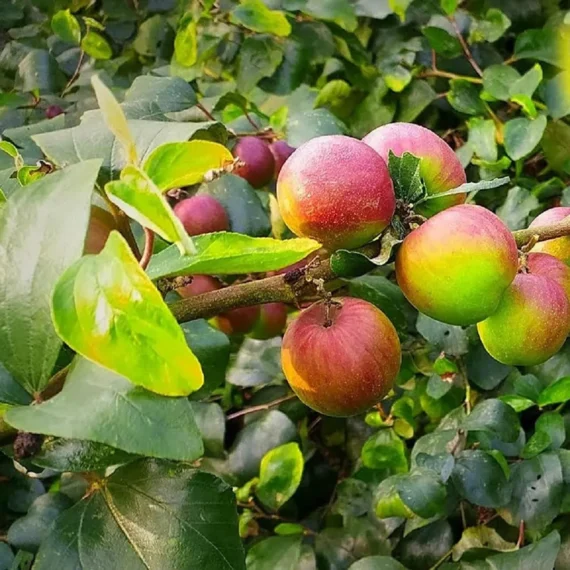 Apple Ber Fruit Organic Fruit Plant In India (Grafted) Organic Fruit Plant