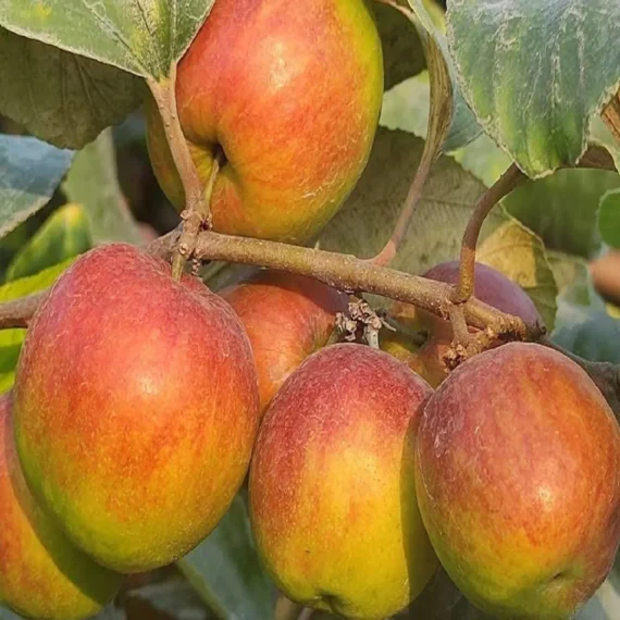 Apple Ber Fruit Organic Fruit Plant In India (Grafted) Organic Fruit Plant